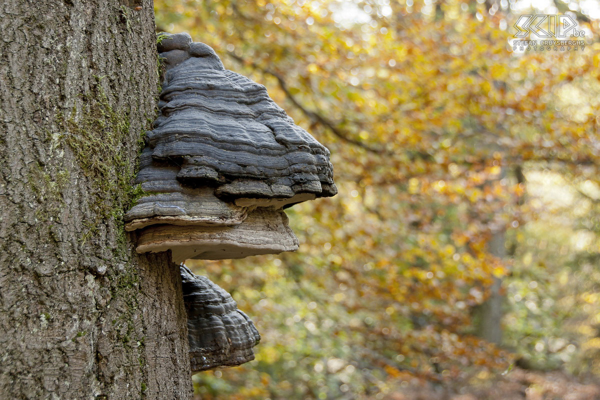 Herfst in de Hoge Venen Herfstfoto’s van het natuurgebied Hoge Venen in de buurt van Ternell langs de Helle en Getzbach riviertjes. Stefan Cruysberghs